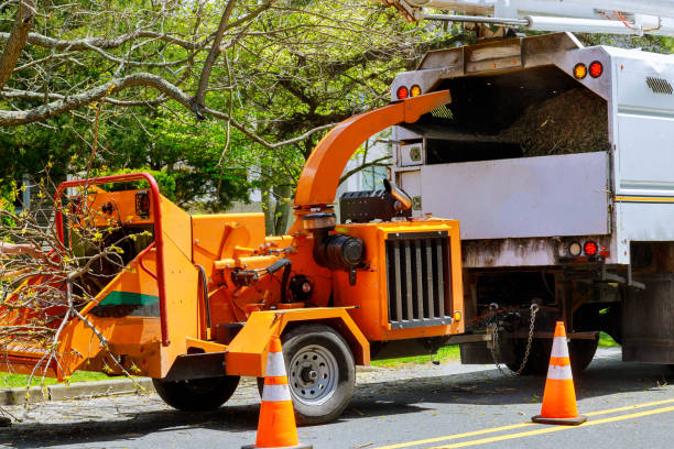 Best Arborist Consultation Services  in Demorest, GA